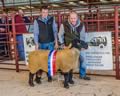 Champion Suffolk_1